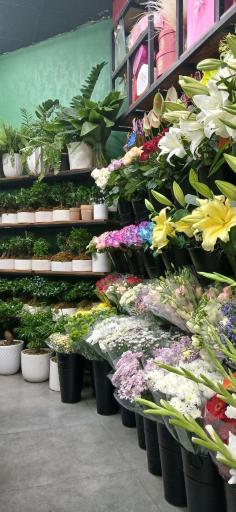 عکس گل مهدی