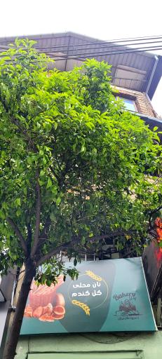 عکس نان محلی گل گندم