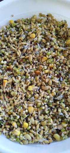 عکس فروشگاه طوطی پلاس