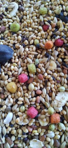 فروشگاه طوطی پلاس