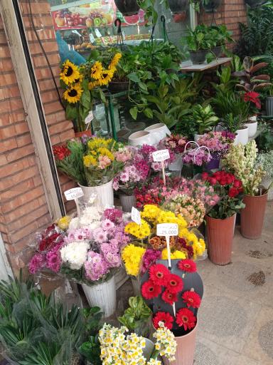 عکس گلفروشی تره بار مجیدیه 