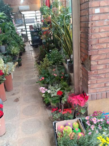 عکس گلفروشی تره بار مجیدیه 
