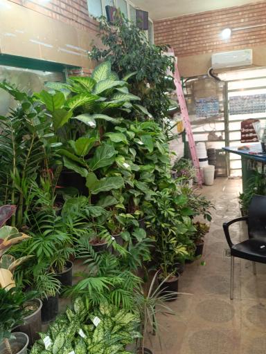 گلفروشی تره بار مجیدیه 