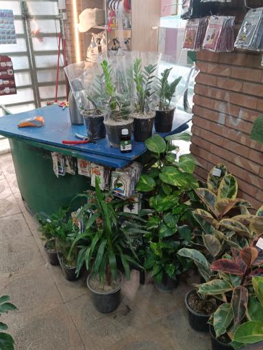 عکس گلفروشی تره بار مجیدیه 