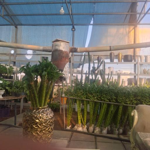 عکس بونسای آرام