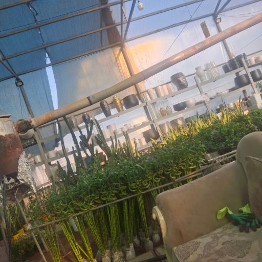 عکس بونسای آرام