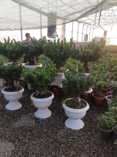 عکس بونسای آرام