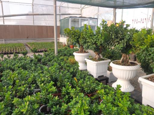 عکس بونسای آرام