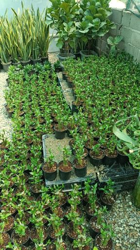 عکس بونسای آرام