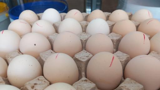 عکس لبنیات سنتی اصالت