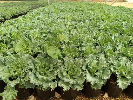 عکس گلخانه فدک