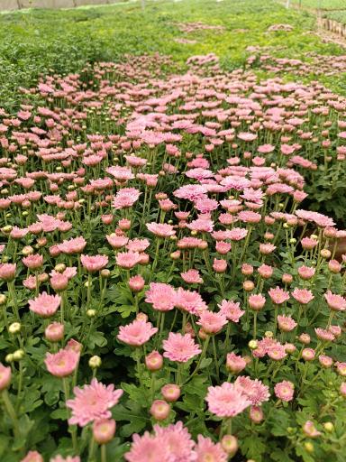 عکس گلخانه فدک