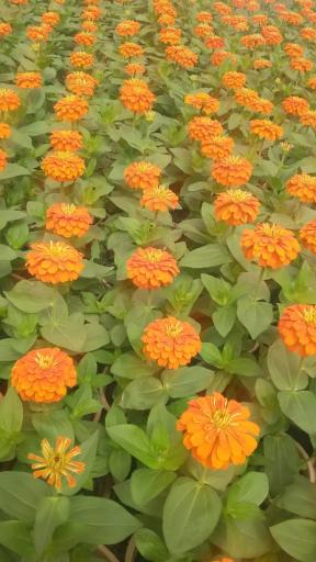 عکس گلخانه فدک