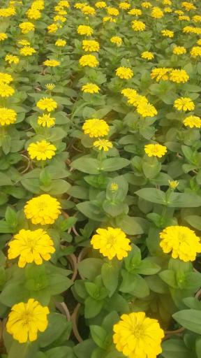 عکس گلخانه فدک