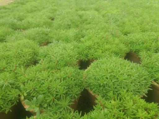 عکس گلخانه فدک