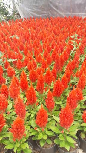 عکس گلخانه فدک