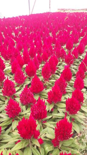 عکس گلخانه فدک