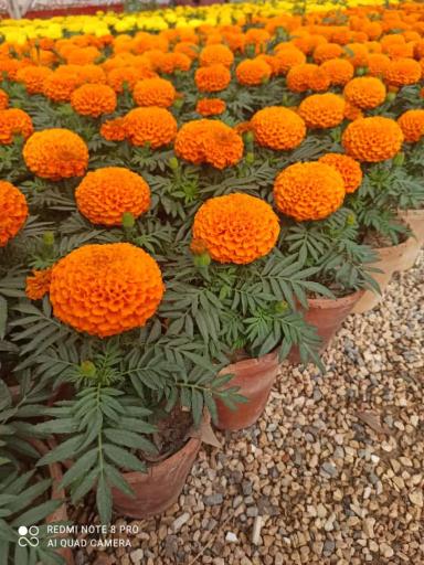 عکس گلخانه فدک