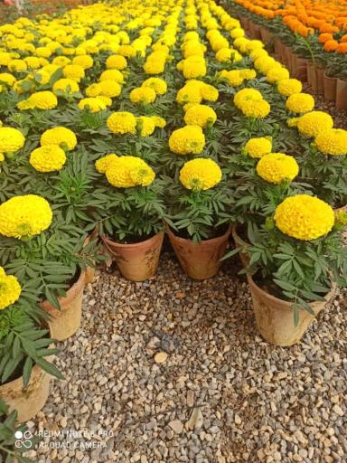 عکس گلخانه فدک