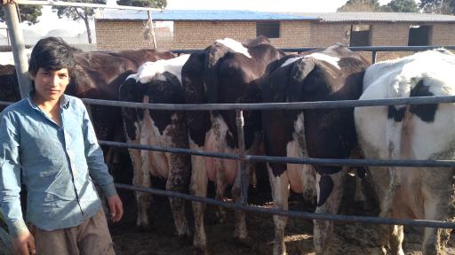 عکس گاوداری صنعتی شیری حاج حسن صوفی جان