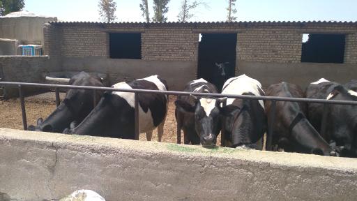 عکس گاوداری صنعتی شیری حاج حسن صوفی جان