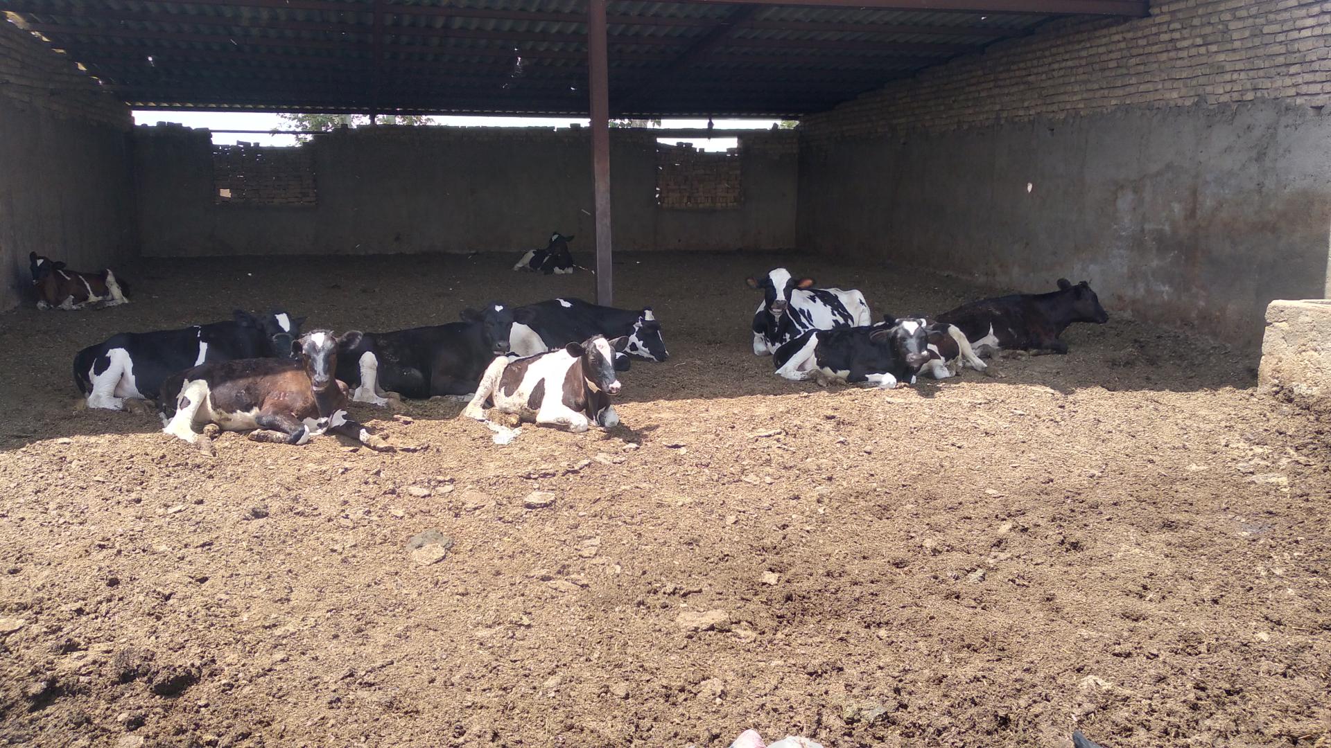 عکس گاوداری صنعتی شیری حاج حسن صوفی جان