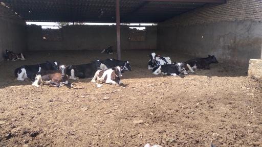 عکس گاوداری صنعتی شیری حاج حسن صوفی جان