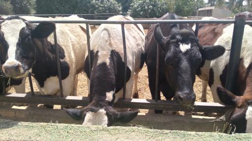 عکس گاوداری صنعتی شیری حاج حسن صوفی جان