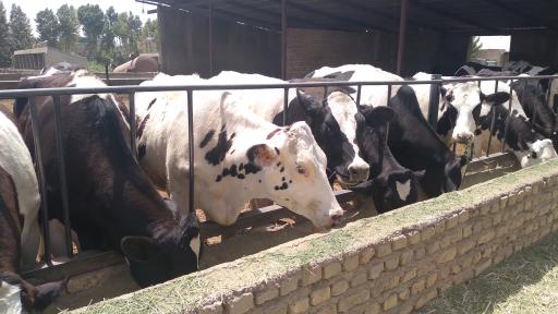 عکس گاوداری صنعتی شیری حاج حسن صوفی جان