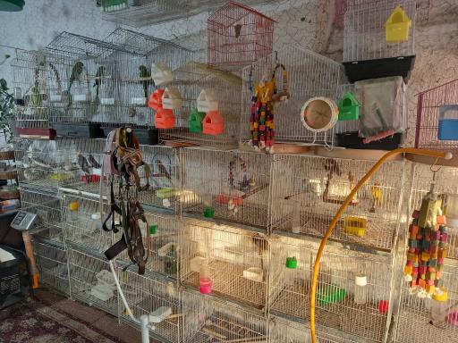 عکس پرنده فروشی درنا