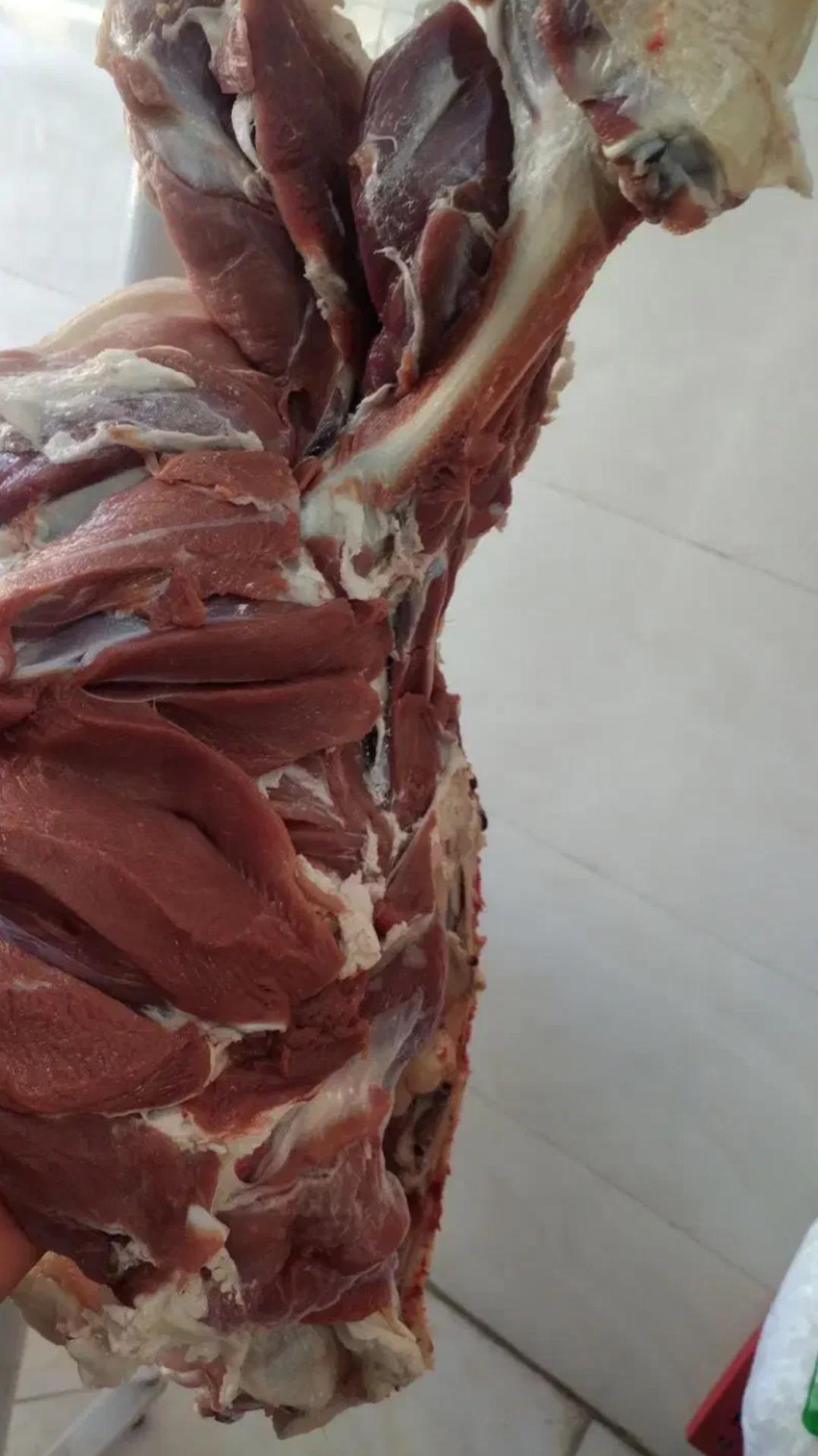 عکس مرغ و گوشت قشقایی