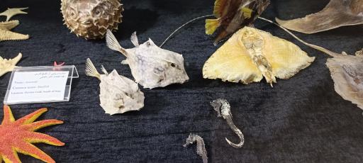 عکس پارک موزه علوم زمین مشهد