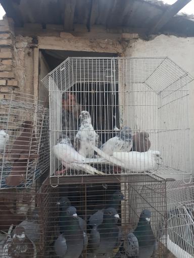 عکس کبوتر فروشی