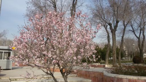 عکس بوستان پلیس