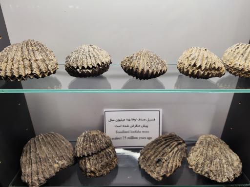 موزه و گنجینه سنگ و شهاب سنگ یزد