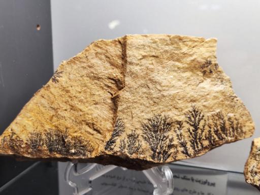 موزه و گنجینه سنگ و شهاب سنگ یزد