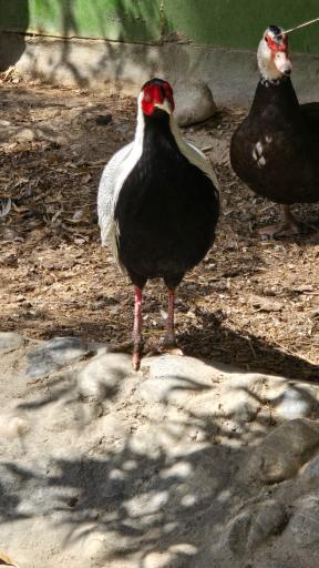 عکس ورودی باغ پرندگان