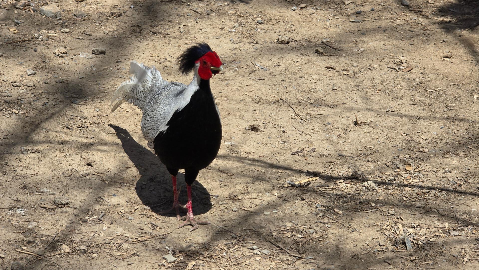 عکس ورودی باغ پرندگان