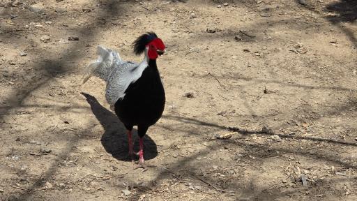 عکس ورودی باغ پرندگان