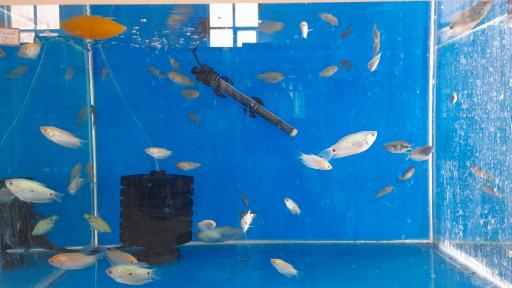 عکس آکواریوم سیف