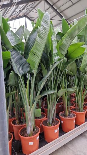 عکس گل کده خانم گل