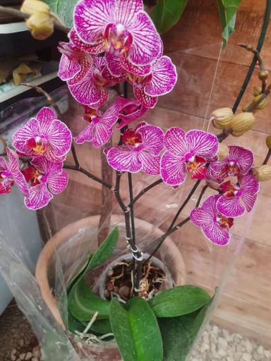 عکس گل کده خانم گل