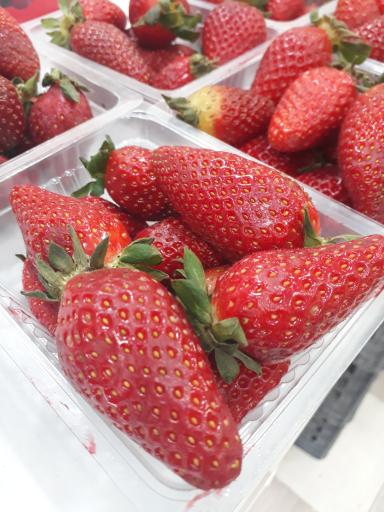 عکس سوپر میوه همشهری