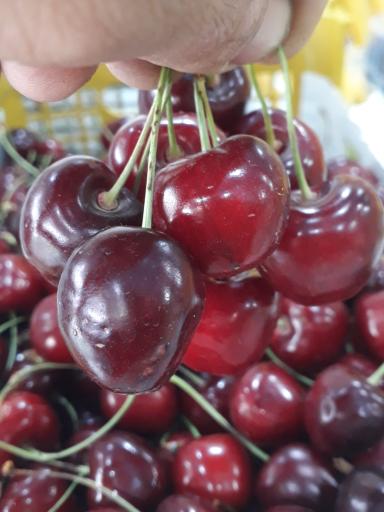 عکس سوپر میوه همشهری