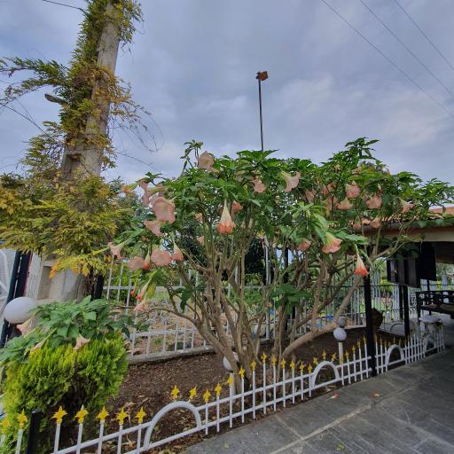 عکس پلاژ بیمه ایران