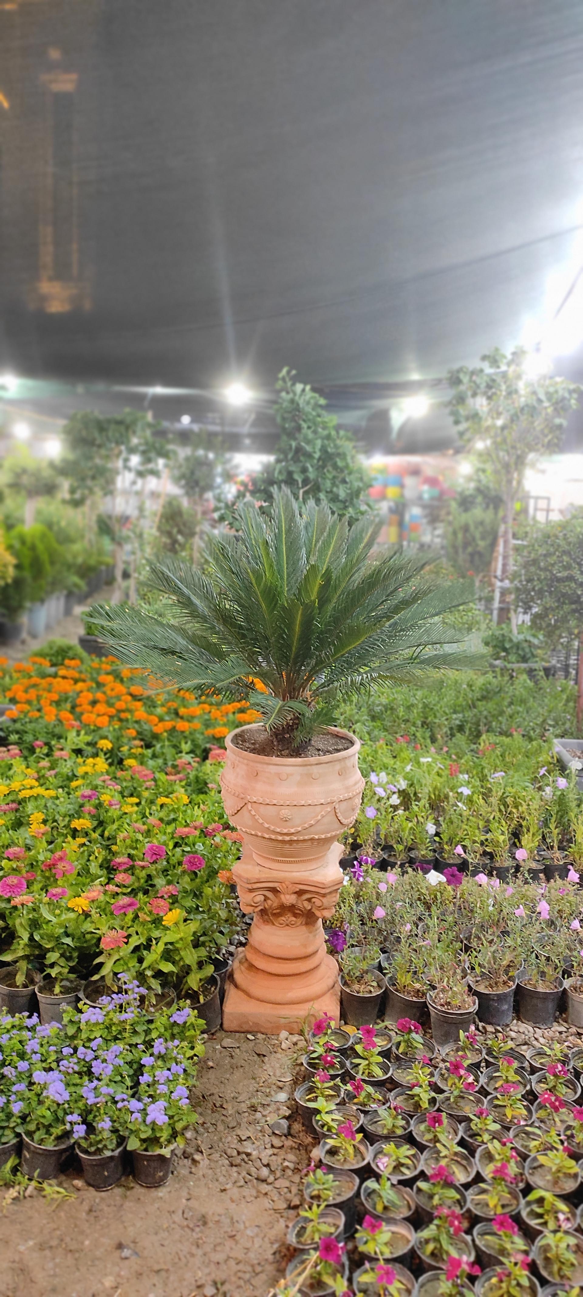 عکس گل سرای بهار 