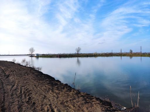 عکس آبندان نیلوفر آبی