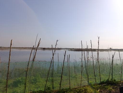 عکس آبندان نیلوفر آبی