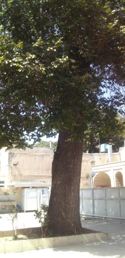 عکس آرامگاه چهار انبیاء (ع)