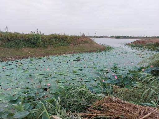 عکس آبندان نیلوفر آبی